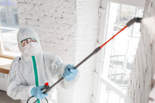 Why You Should Choose Our Mold Remediation Services in Independence, VA